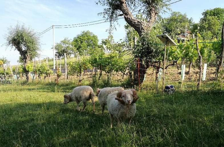 Wine House Rakar Guest House Gračišče Екстериор снимка